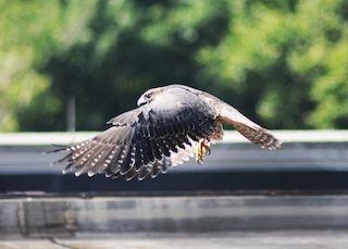 http://www.concentratemedia.com/images/Features/Issue_157/Peregrinefalcon.jpg